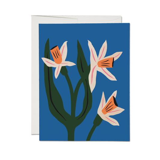Red Cap Cards – Blue Daffodils Greeting Cards (Boxed Set of 8)