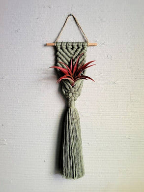 Mother of Pearl Handmade Goods - Air Plant Hanger - Brushed Mermaid Tail - Sage Green