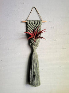 Mother of Pearl Handmade Goods - Air Plant Hanger - Brushed Mermaid Tail - Sage Green