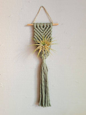 Mother of Pearl Handmade Goods - Air Plant Hanger - Corded Mermaid Tail - Sage